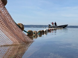 Seine Net Fishing, photo credit DNR-Lassiter